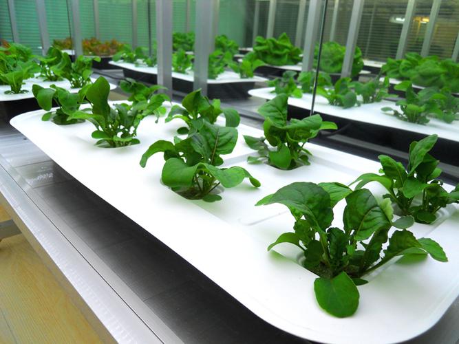 农业试验所结合机电设备开发出可移动式植物工场,温,湿度可经由程式